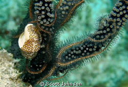nudibranchia in Cozumal by Scott Johnson 